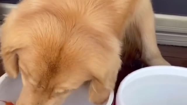 The dog is changing water for his goldfish. #dog #funny