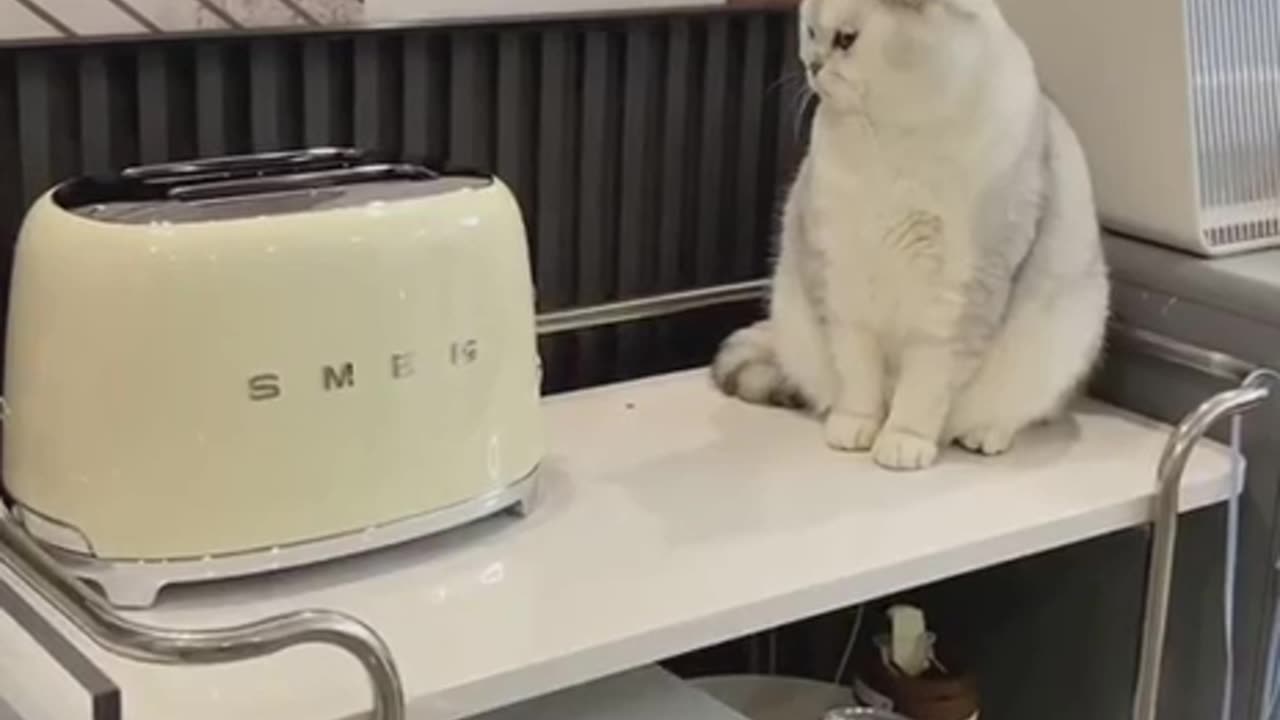 TRY NOT TO LAUGH 😆 Best Funny Videos Compilation 😂😁😆