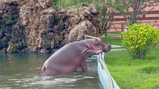 hippopotamus