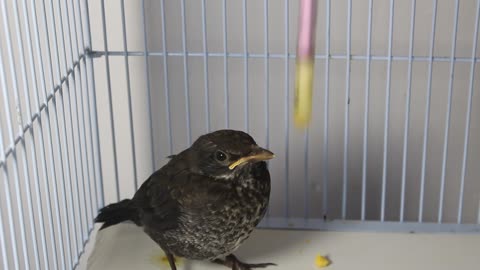 Handfeeding cute black Birds for the second week