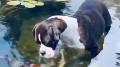 dog in harmony with nature