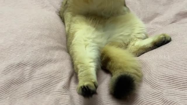 Cute and Funny Cats Videos Compilation #10 | Love Cats