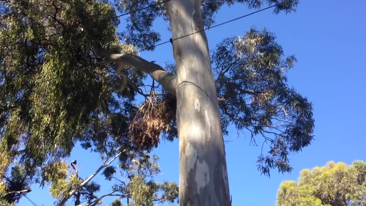 Heart Warming Moment Mum & Joey Koala Reunite