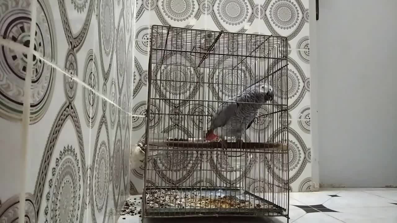 parrot whistles and calls for his name