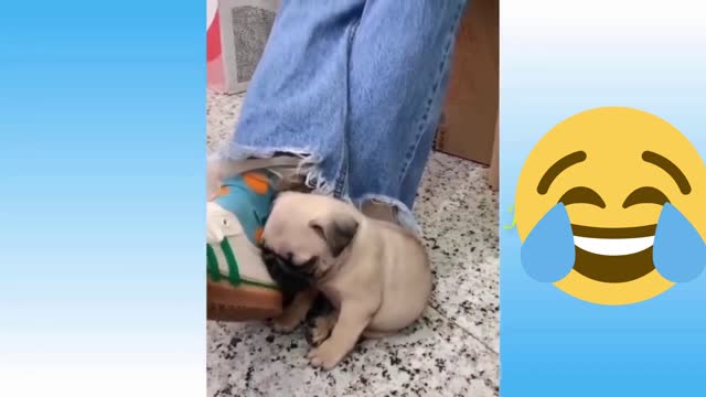 funny dogs and cats, try not to laugh challenge 🤣🤣🤣🤣part6