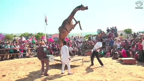 Camel Dance Competition