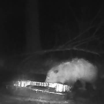 EA S69 - Possum in the Rain