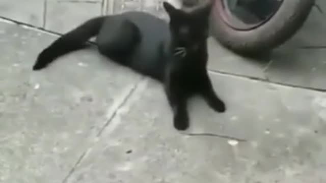 Cat funny video