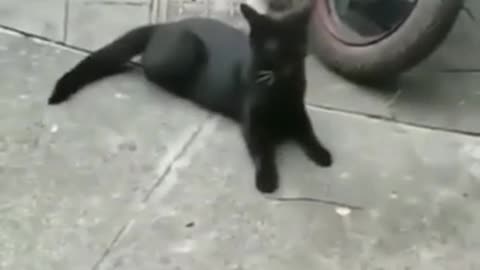 Cat funny video