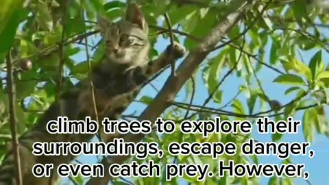 A cat climbs a tree