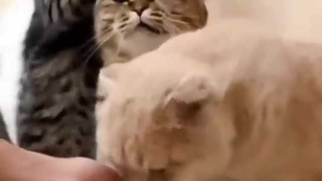 Loving cats 🐈 😻