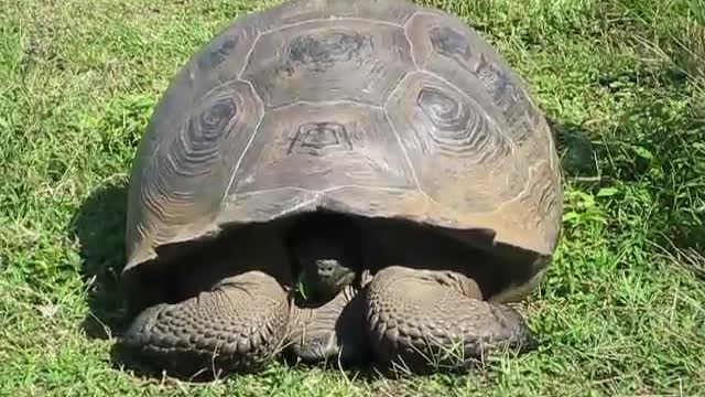 Giant Galapagos Tortoise hides in his shell as he nears tourists. (Isla Santa Cruz, Galapagos)