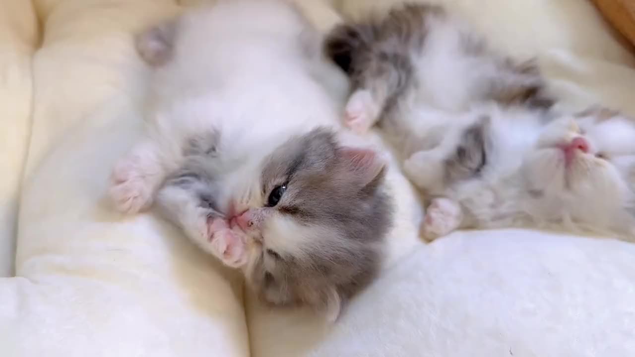 A little kitten who loves to be clean!