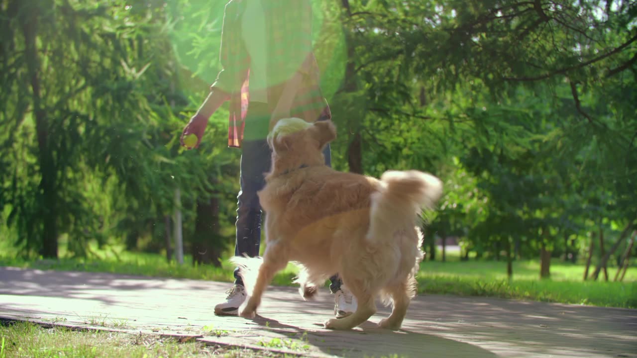 How To Stop Your Dog PULLING On The Leash