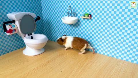 Cute Hamster Min go to the toilet so cute