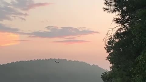 Bald Eagle flying into the sunset.