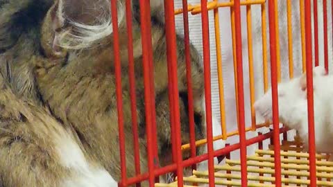 My "Tom and Jerry"