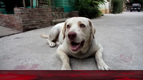 dogs love their owners / Dogs love being around their owners and love to please them