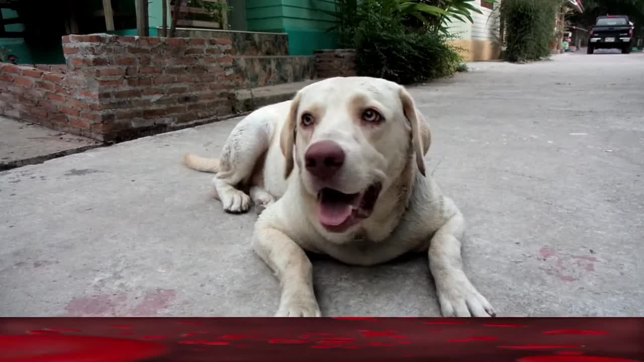 dogs love their owners / Dogs love being around their owners and love to please them