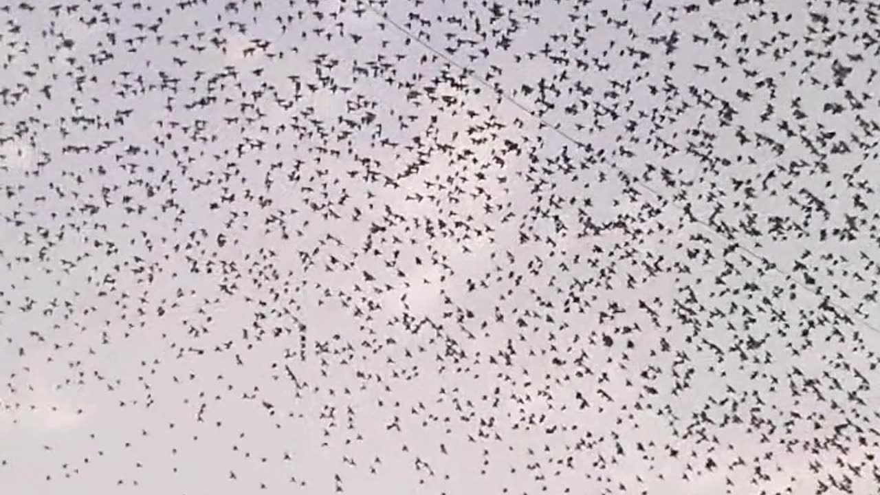 Flying Birds with Group