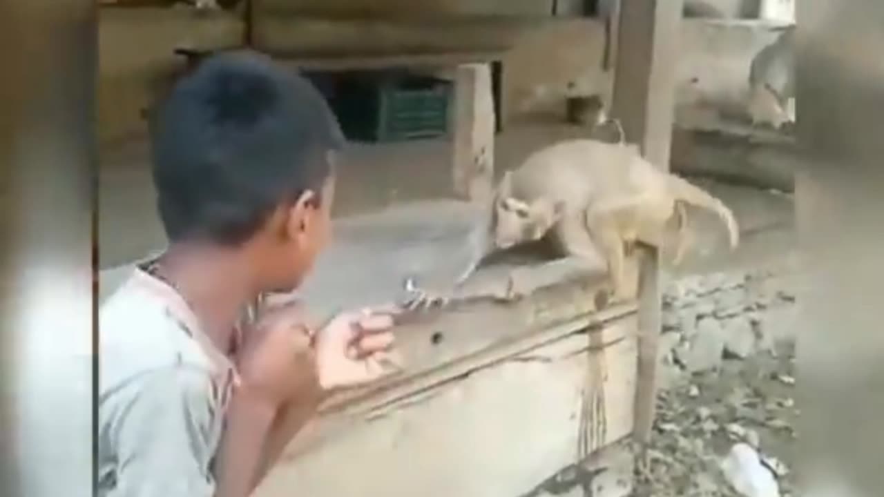 #Monkey #vs. #boy fight. #Very #comedy fight# Very comedy fight. Funnyvideo#