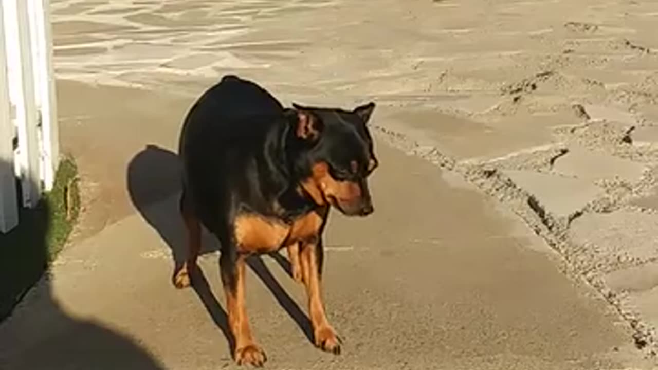 A Man Encouraging His Pet Dog To Go Down The Stair Steps