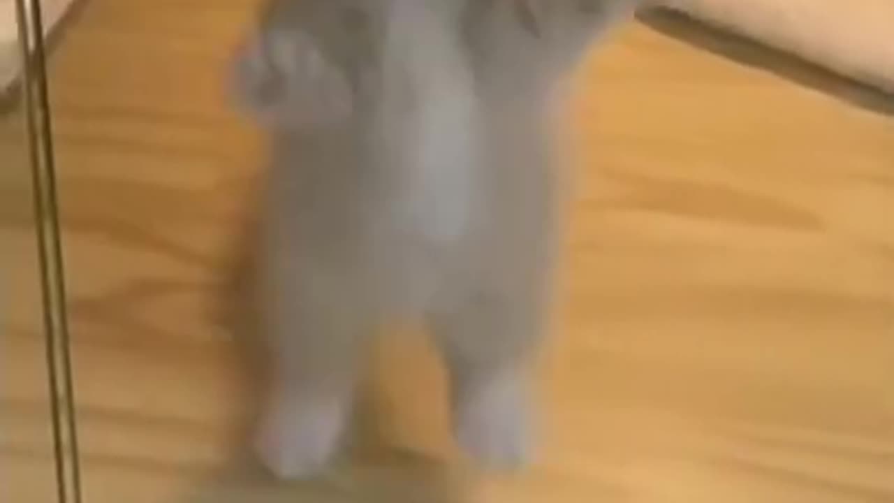 Cute kitten short V.1