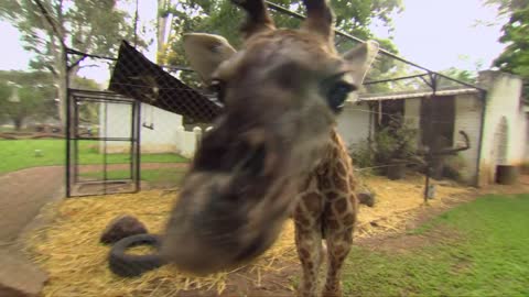 Baby elephant causes havoc at home - BBC