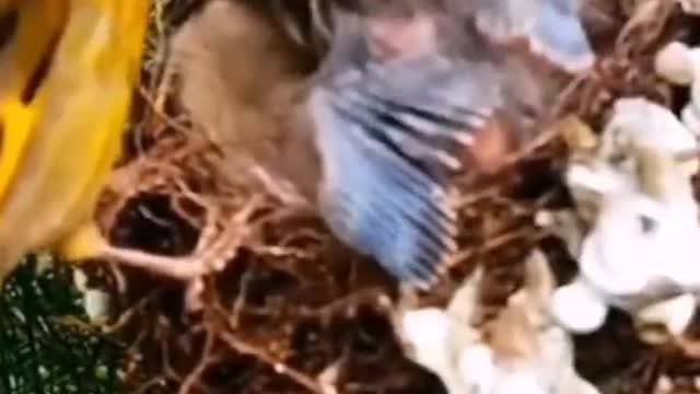 The mother bird. That's amazing. All three of them can have food. ,