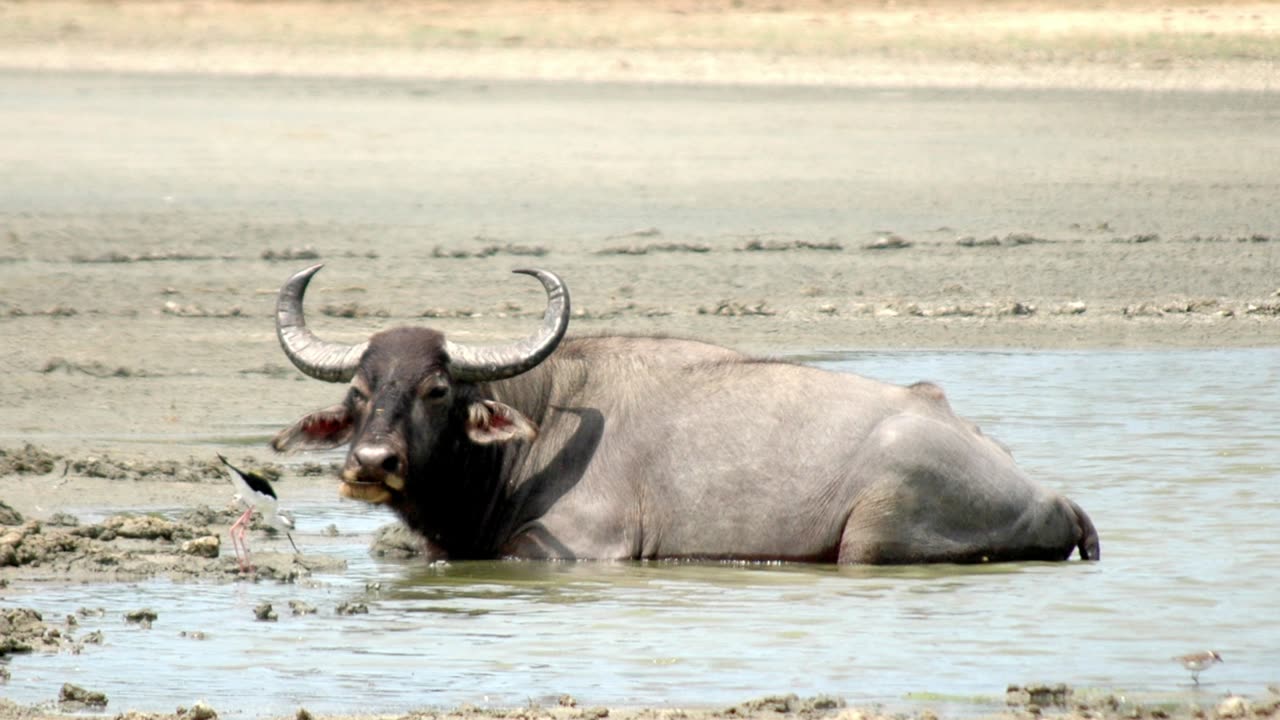 Sri Lanka's Hidden Gems: Top National Parks for Wildlife Enthusiasts