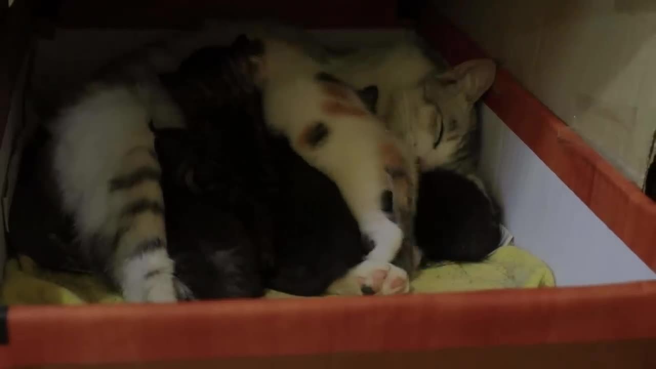 Saving the cats family in the Rain|cates lover