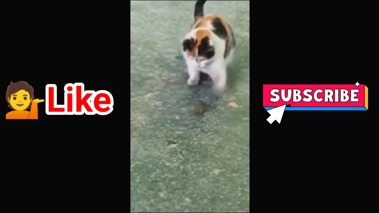 Funny Animals Video