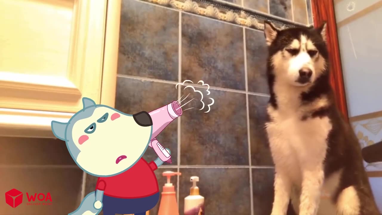 Funny Animals Video - Best Cats😹 and Dogs🐶