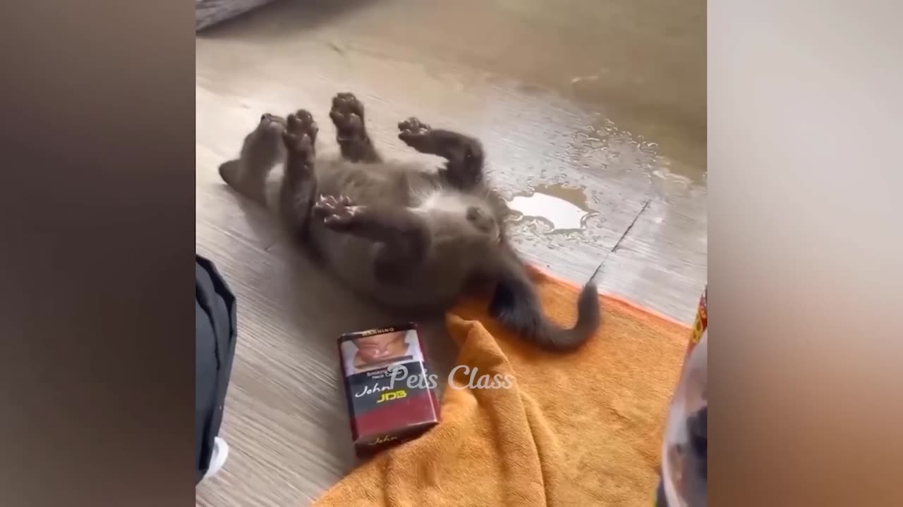 1 Hour Trending Funny Dogs And Cats Videos 😂 Funniest Cats and Dogs 😸🐶