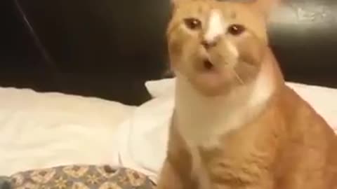 Cats Sneezing like you've never seen. Super Funny!!!