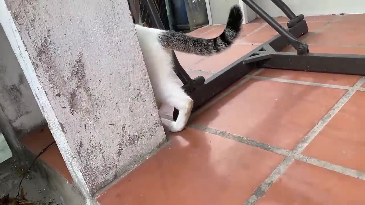 Cute Baby Cats - Cute and Funny Cat Videos Compilation 2023.