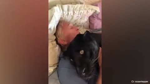 Human&animals