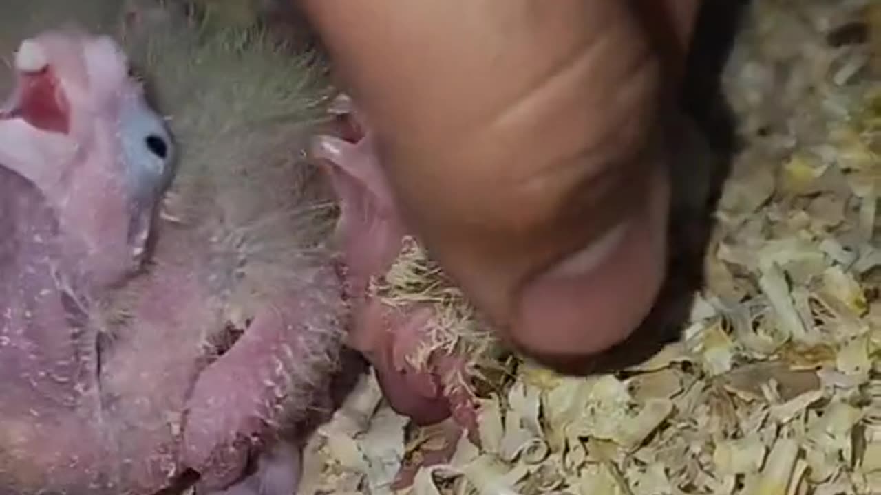 Beautiful Parrott with babies