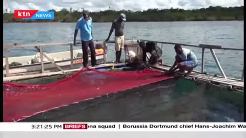 A village in Kwale becomes the first in East Africa to practice marine water fish farming