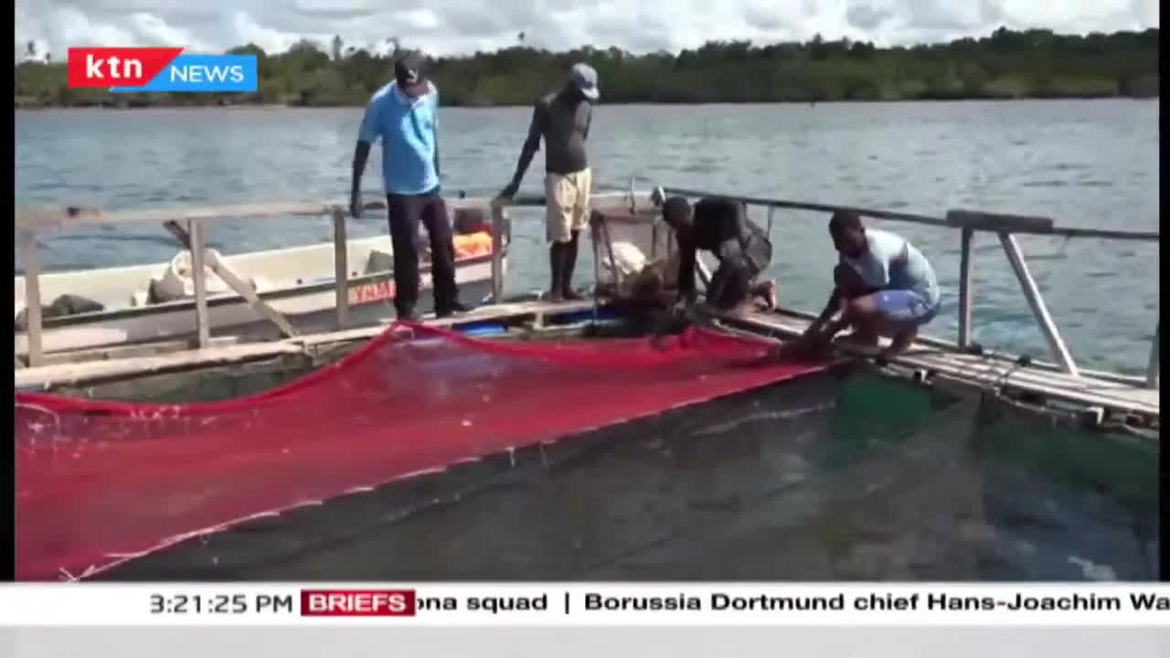 A village in Kwale becomes the first in East Africa to practice marine water fish farming