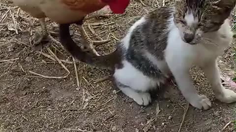 Bad chicken