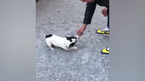 The funniest animals / Fun with cats and dogs 2022