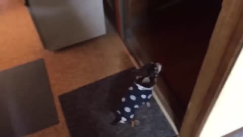 Comedy Animal Videos