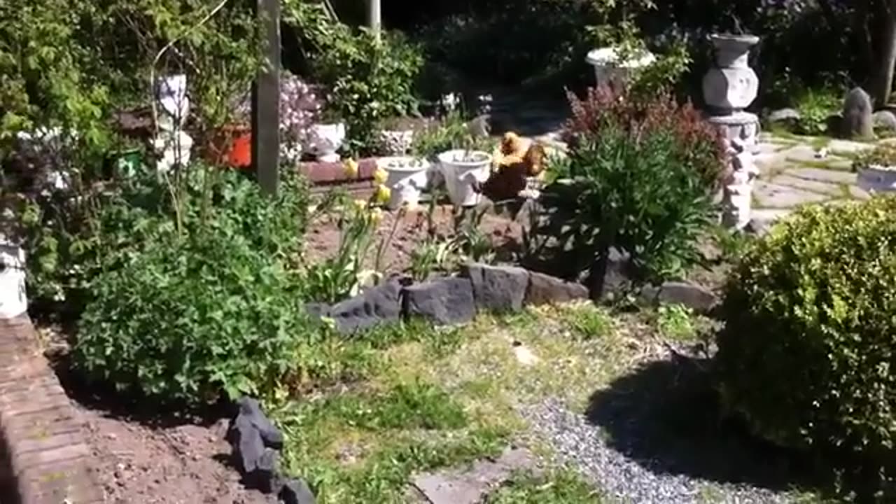 Intelligent- Chickens