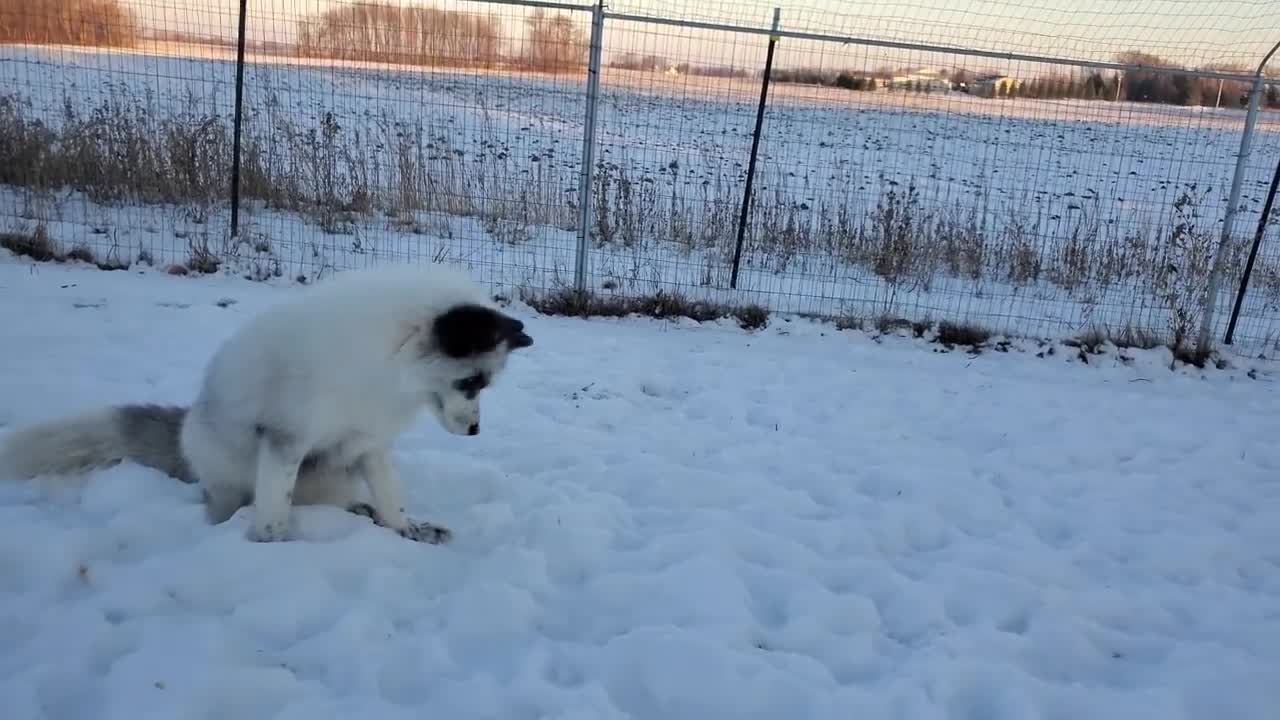 Jagger in a fox den, Luka interrupts.