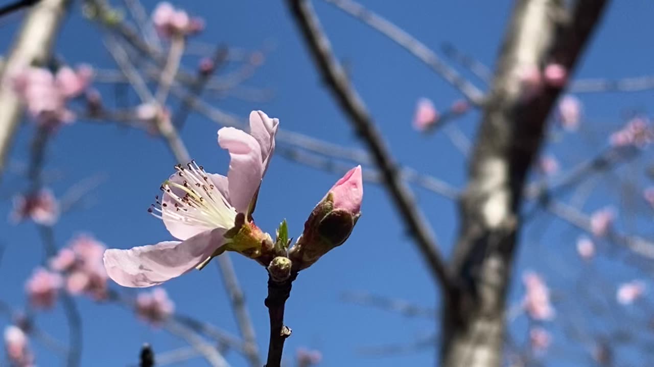 Bee Meditation