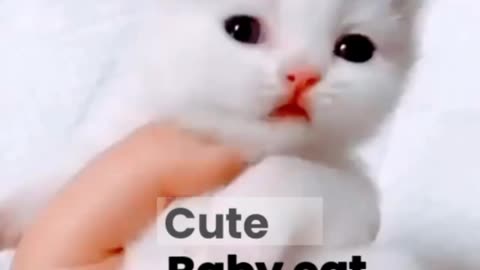 Baby Cat