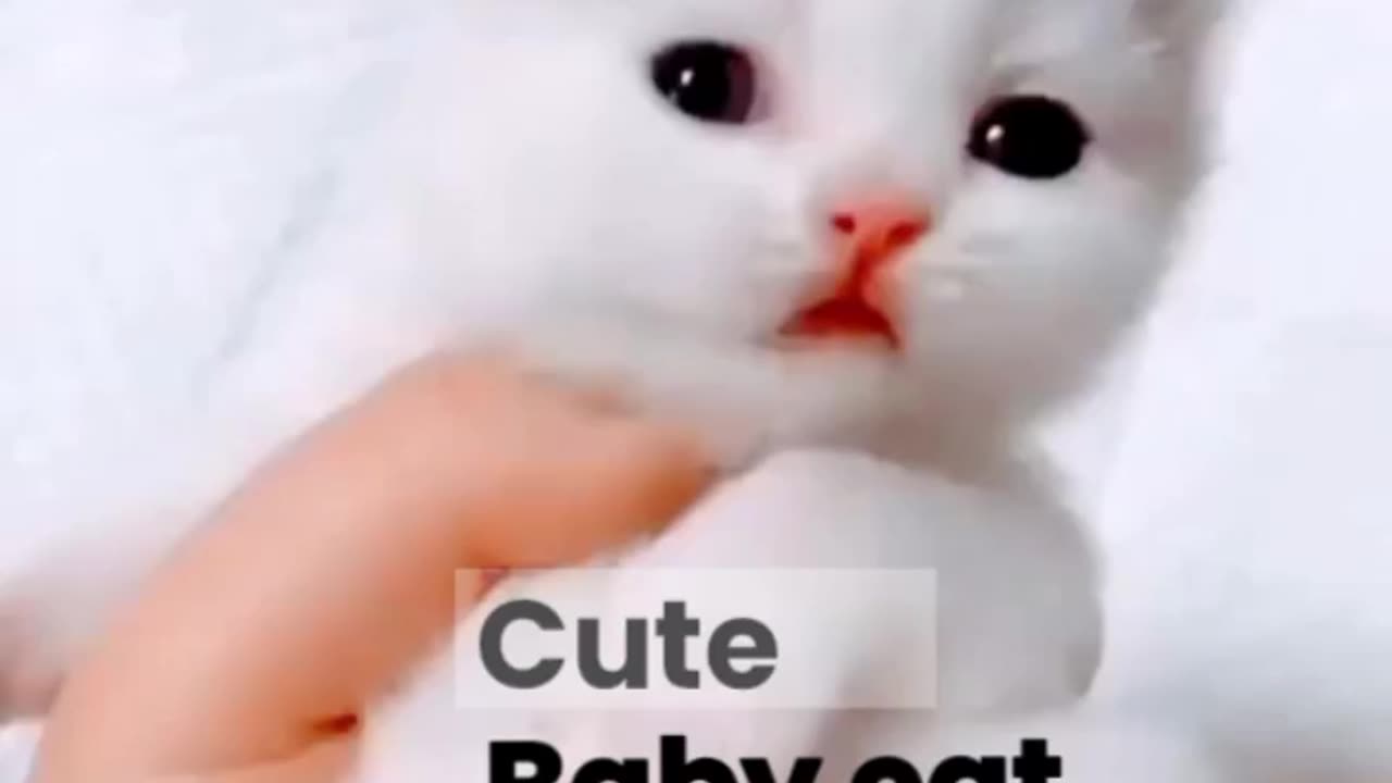 Baby Cat