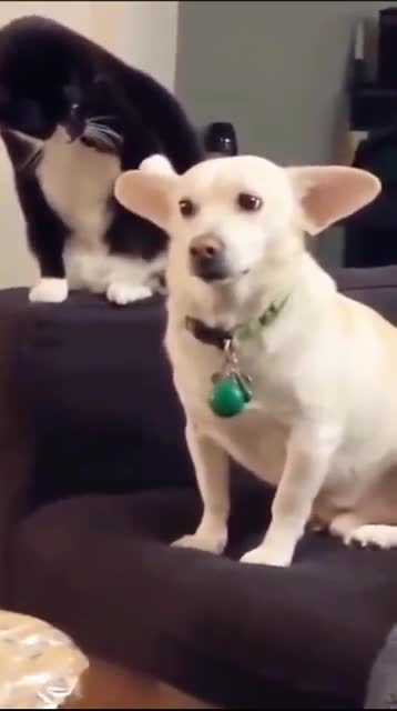 The cat was sitting bored!