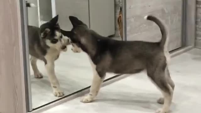 Cute Husky in the mirror